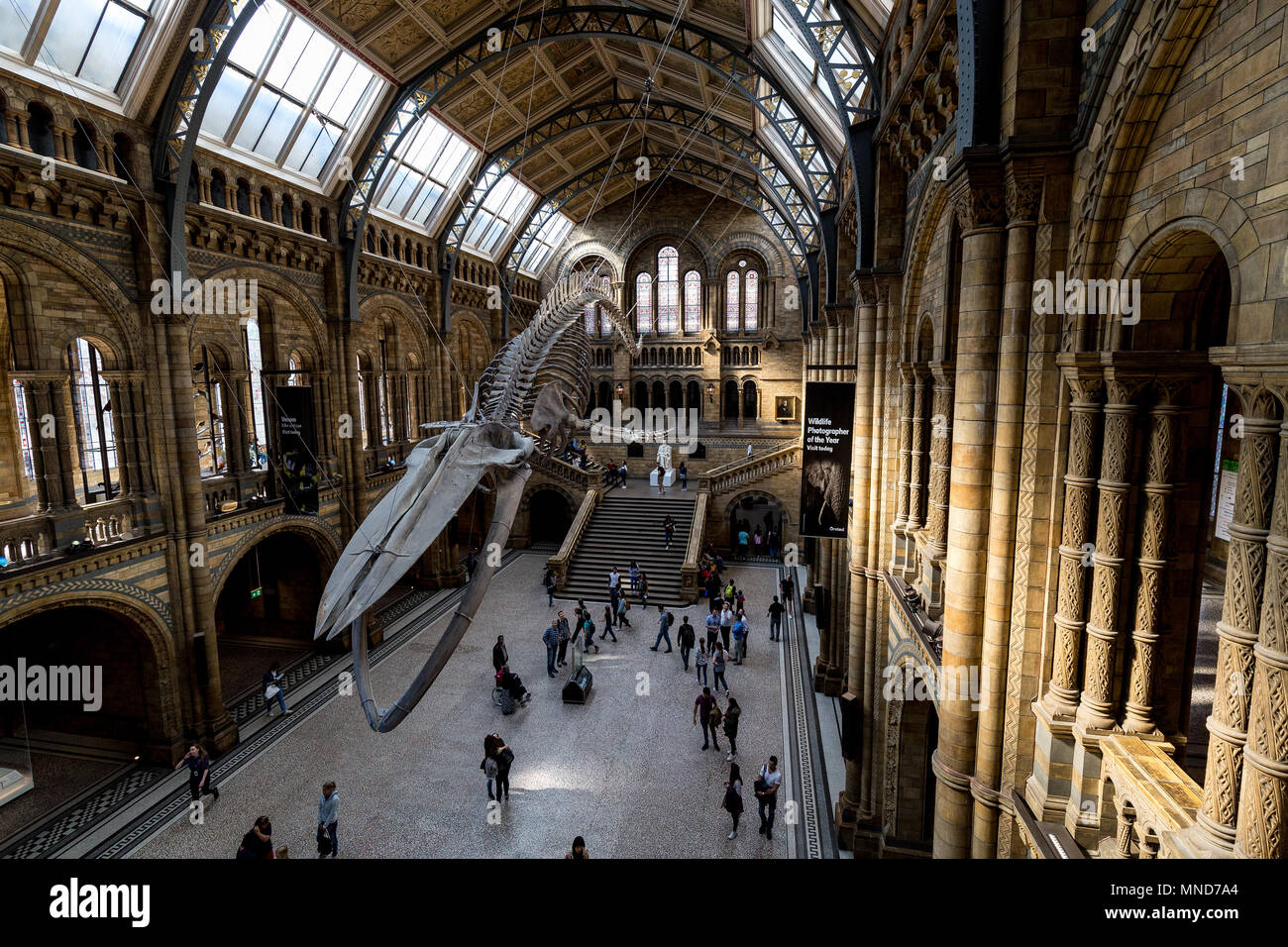 Londres - 10 de mayo de 2018: el interior del edificio del Museo de Historia Natural de Londres con esqueleto de ballena azul Foto de stock