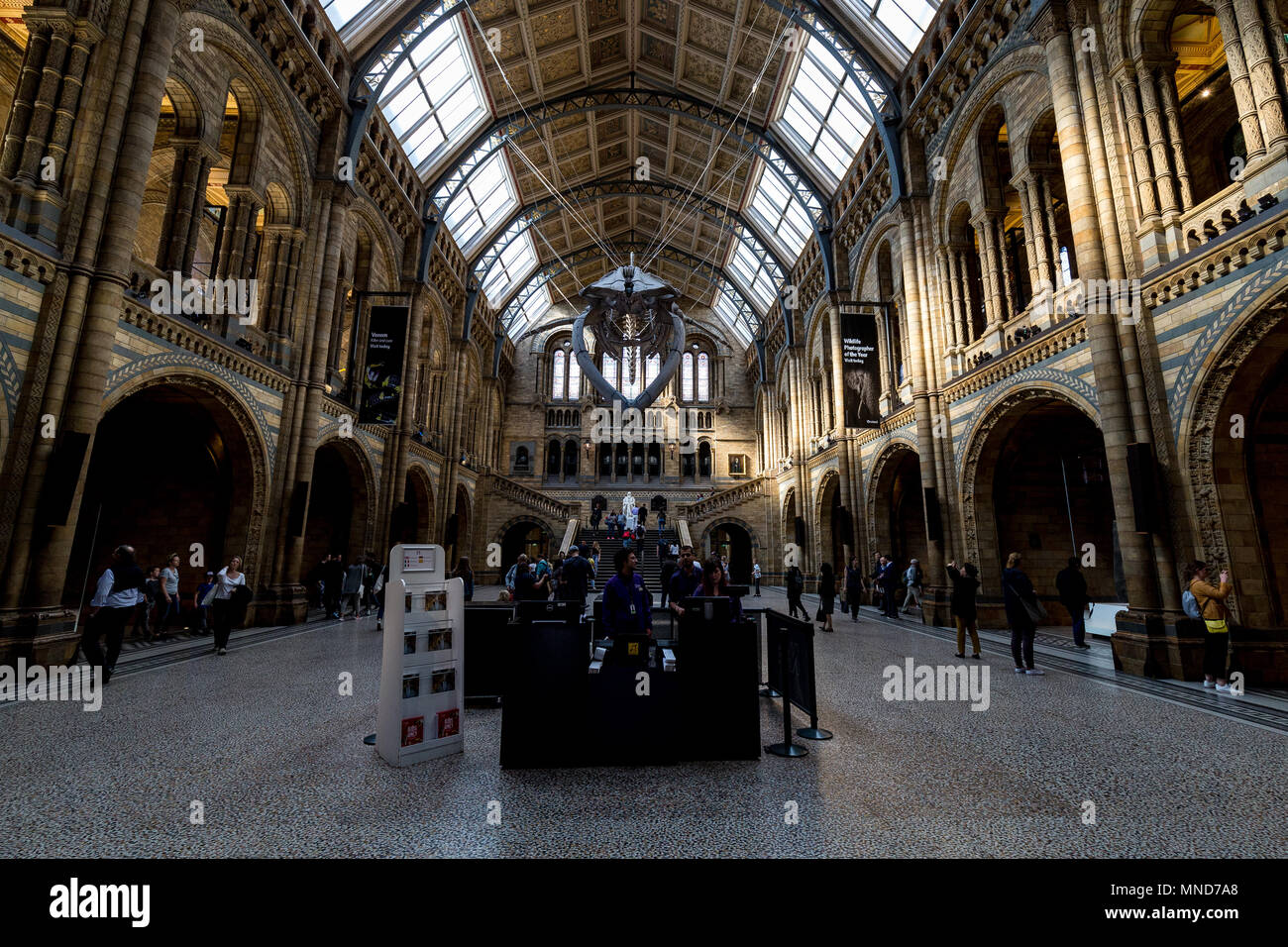 Londres - 10 de mayo de 2018: el interior del edificio del Museo de Historia Natural de Londres con esqueleto de ballena azul Foto de stock
