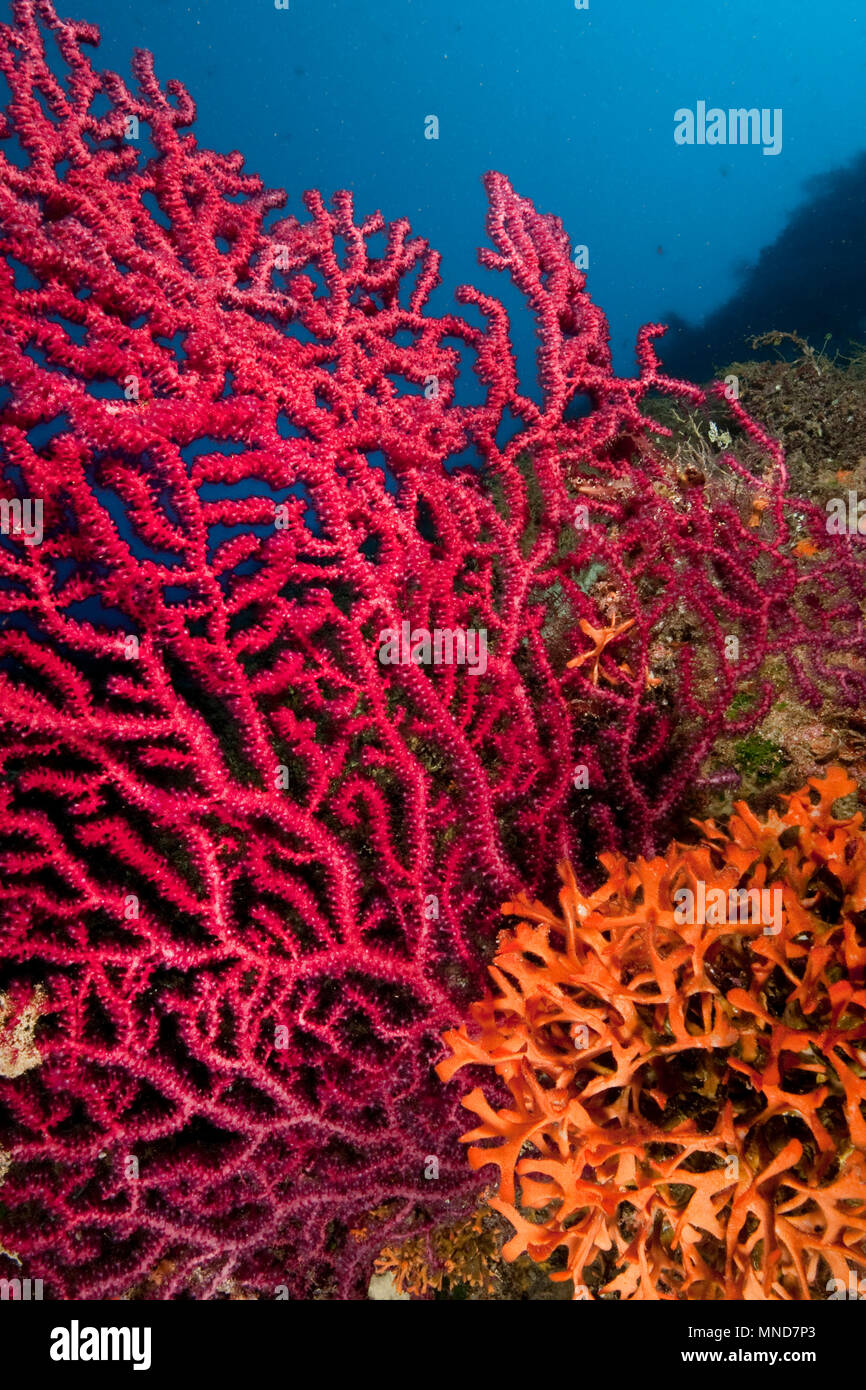 Abanico rojo coral en el Mediterráneo |Rote Fächerkoralle im Mittelmeer | (Paramunicea clavata) Foto de stock