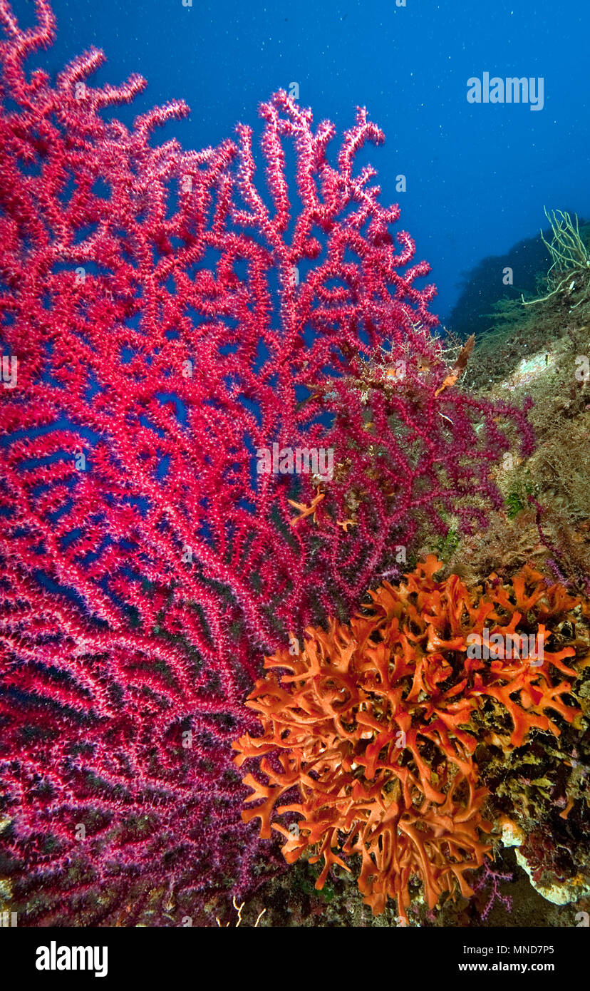 Abanico rojo coral en el Mediterráneo |Rote Fächerkoralle im Mittelmeer | (Paramunicea clavata) Foto de stock