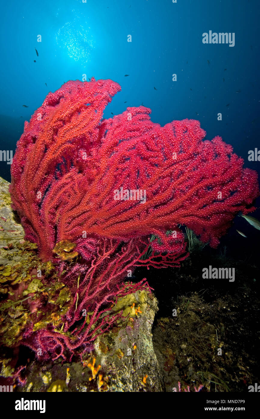 Abanico rojo coral en el Mediterráneo |Rote Fächerkoralle im Mittelmeer | (Paramunicea clavata) Foto de stock