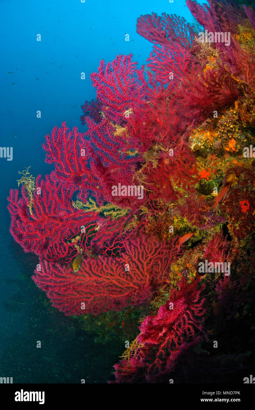 Abanico rojo coral en el Mediterráneo |Rote Fächerkoralle im Mittelmeer | (Paramunicea clavata) Foto de stock