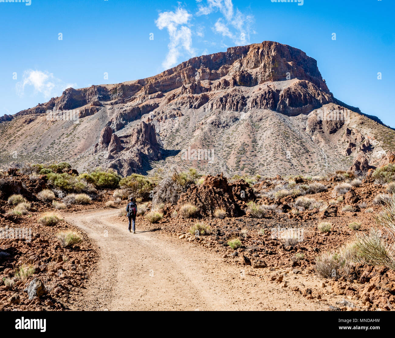 Walker hacia Montana de Guajara el pico más alto de la caldera del volcán el Teide en Tenerife en las Islas Canarias Foto de stock