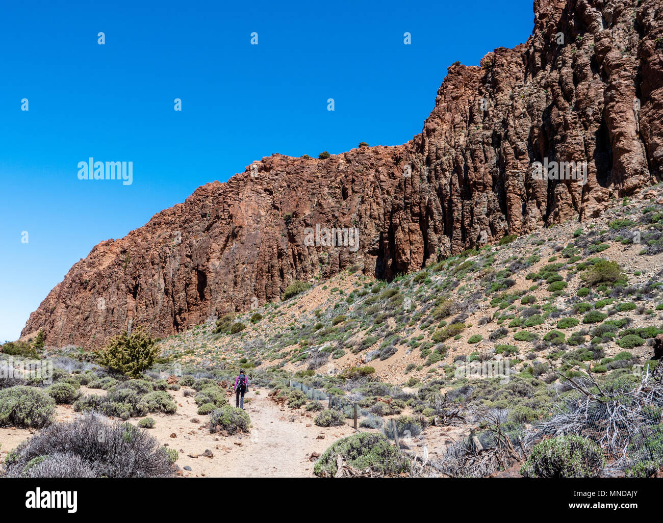 Paseando bajo la precipitada acantilados de basalto de La Fortaleza de una gran meseta volcánica levantada sobre el Monte Teide en Tenerife, Islas Canarias Foto de stock