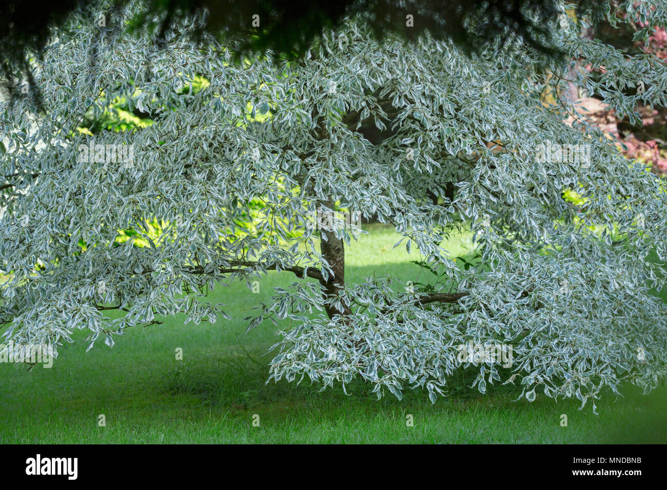 Zamburiña ornamentales árbol con las ramas bajas en medio de un jardín. Foto de stock