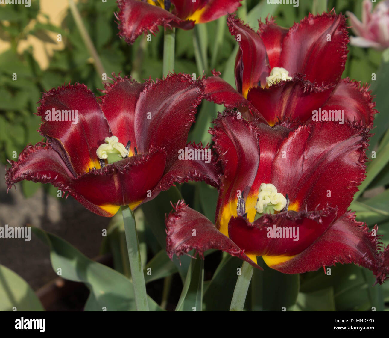 Grupo de flores de color rojo - Borgoña tulipanes con follaje verde Fotografía de stock - Alamy Grupo de flores de color rojo - Borgoña tulipanes con follaje verde Fotografía de stock - Alamy