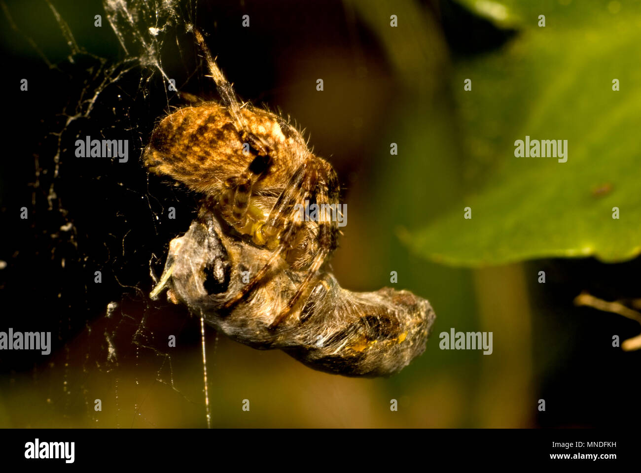 Araña de jardín o araña Cruz (Araneus diadematus) con la presa - miel de abeja (con polen sacos visible) envueltos en seda. Reino Unido, Kent, Septiembre Foto de stock