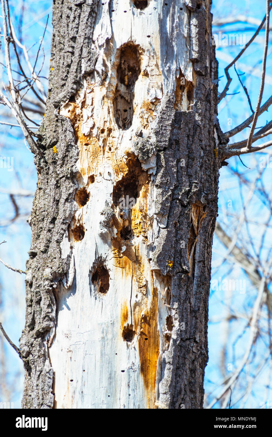 Perforar agujeros en la madera muerta del tronco del árbol fotografías e  imágenes de alta resolución - Alamy