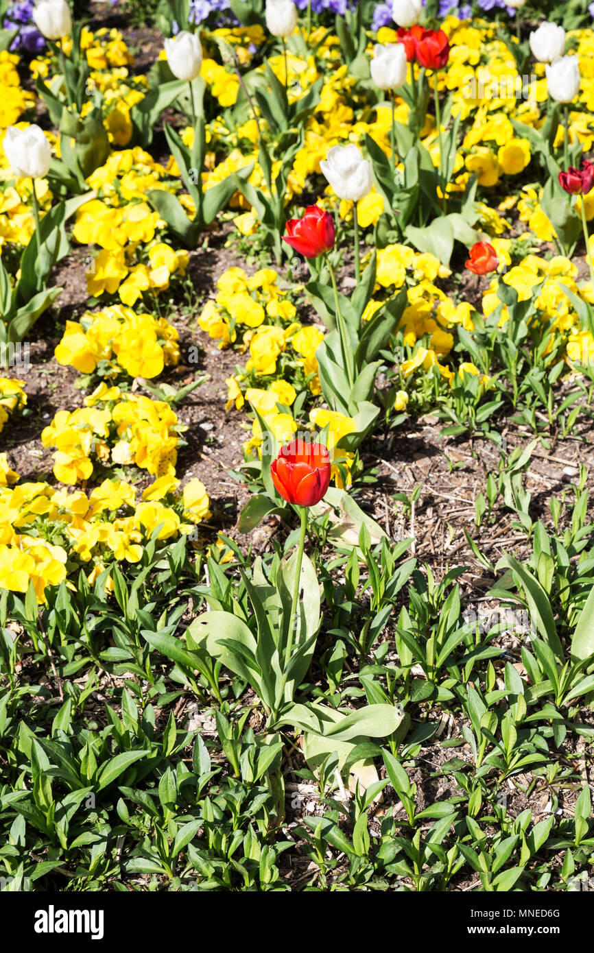 Gardin florecidas con diferentes tipos de flores de tulipanes y - flores de  colores Fotografía de stock - Alamy