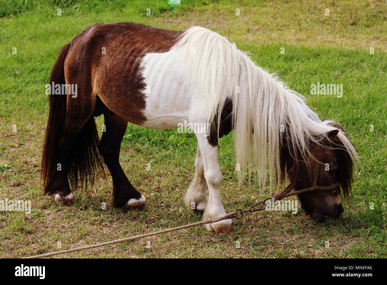 Cerca de un pequeño caballo que está comiendo hierba. Este caballo pertenece a un circo itinerante. Foto de stock