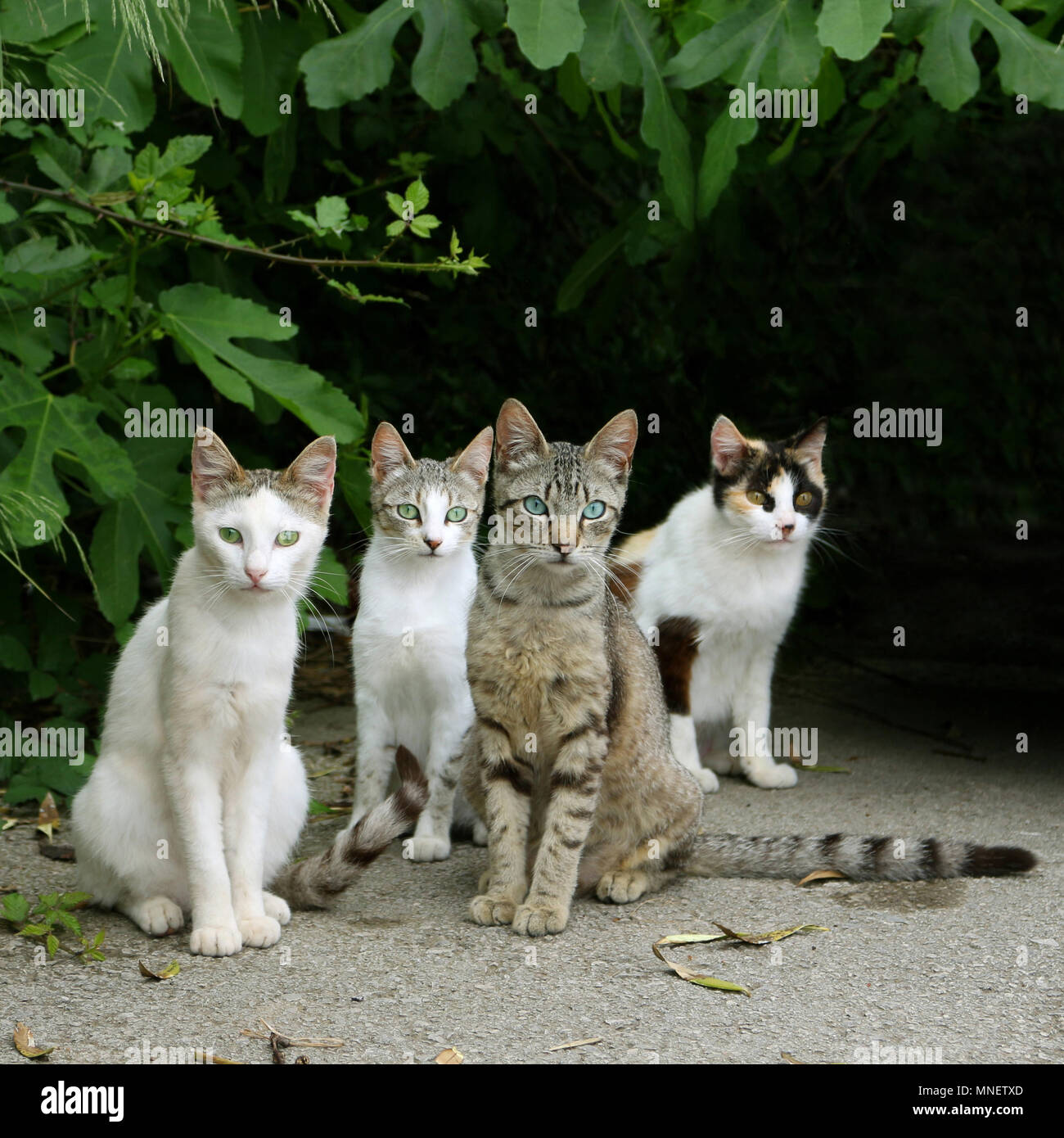 Los cuatro gatos fotografías e imágenes de alta resolución - Alamy