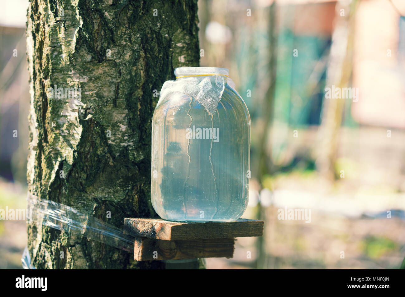 Producción de savia de abedul en tarro de cristal en el bosque. Primavera Foto de stock