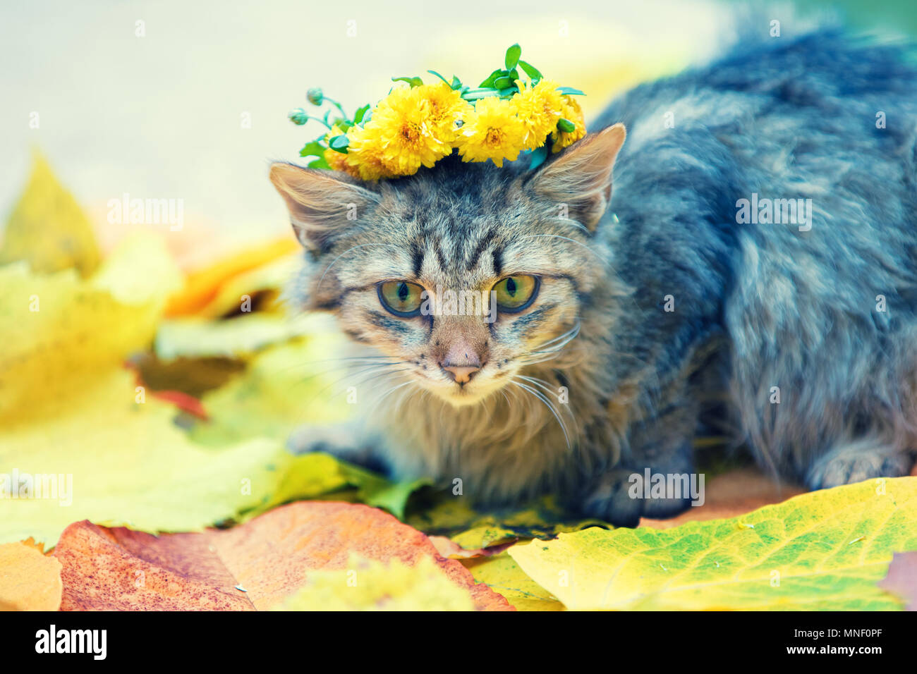 Cat portando guirnalda de flores sentado afuera, en las hojas caídas en otoño Foto de stock