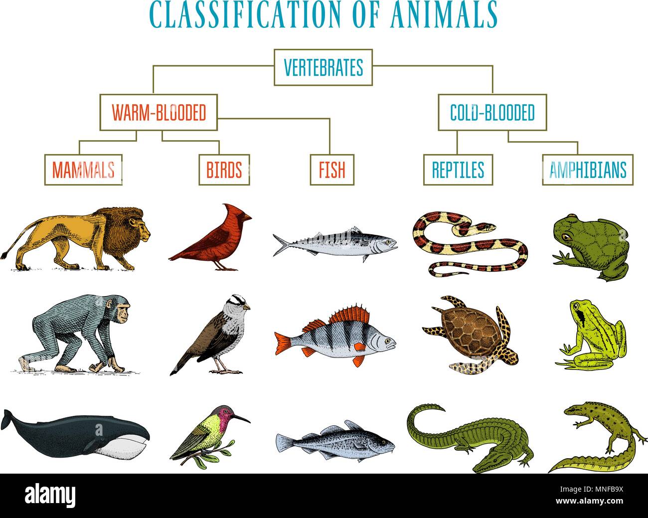 Clasificación de los animales. Los reptiles anfibios mamíferos aves. Pez  cocodrilo León Serpiente Ballena Rana. Diagrama de la enseñanza de la  biología. Grabado antiguo vintage boceto dibujados a mano. Gráfico de las