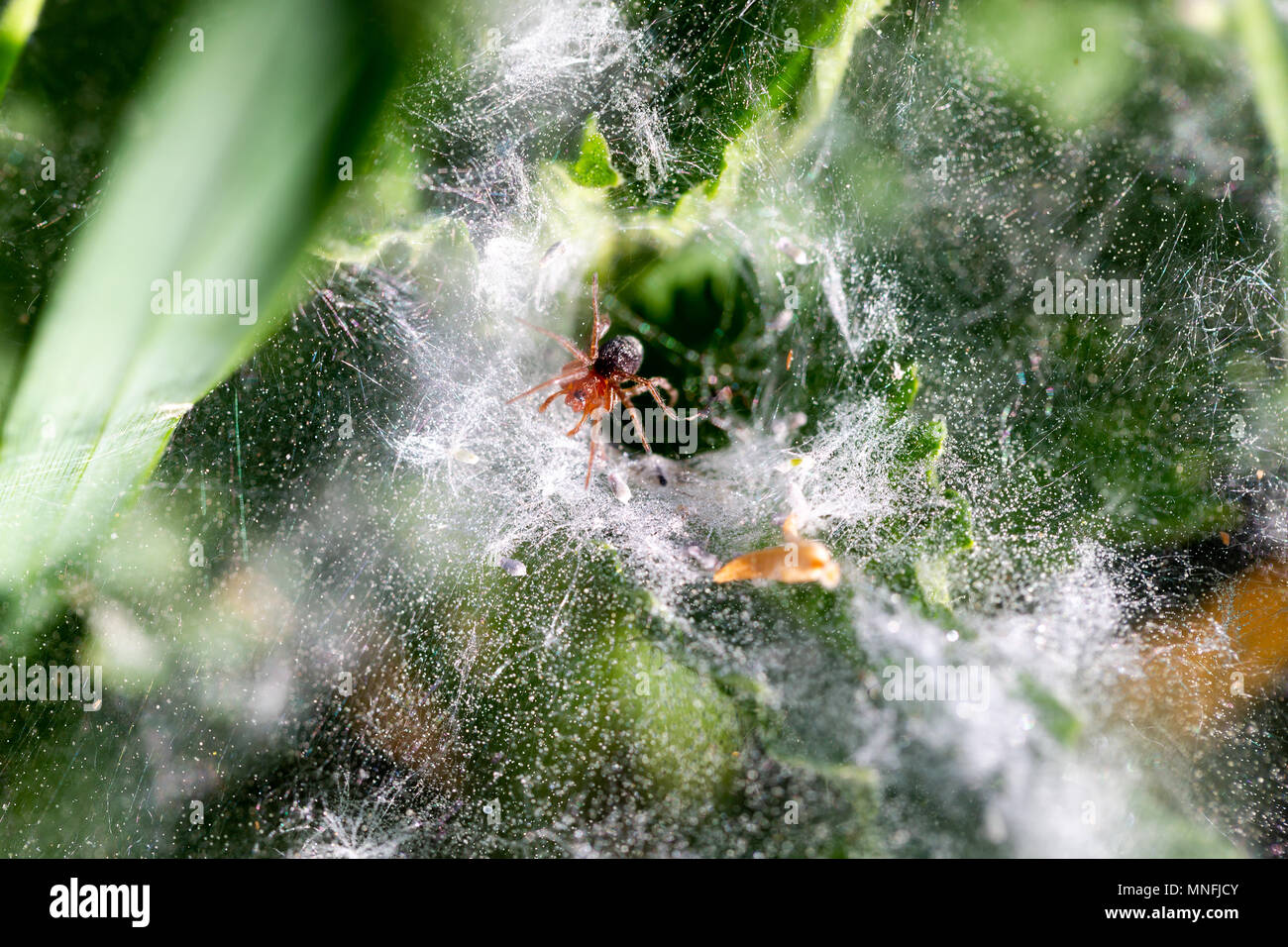 Las arañas de pasto del género de la familia Agelenidae Agelenopsis araña, conocido como embudo weaver. Macro horizontal rodada en la luz del sol de la mañana Foto de stock
