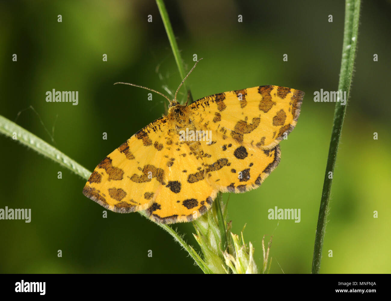- Amarillo moteado Pseudopanthera macularia Foto de stock