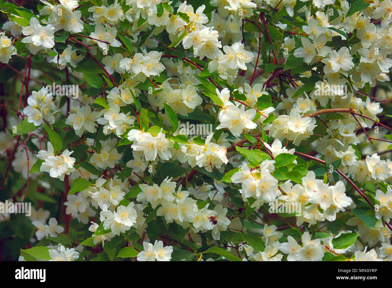 Velo de jazmín fotografías e imágenes de alta resolución - Alamy