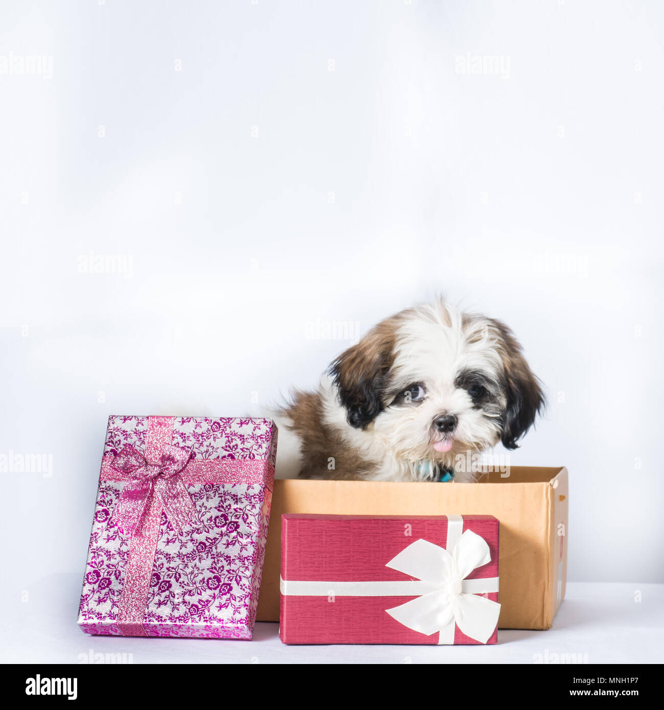 Shisu perro en caja y caja de regalo, sobre fondo blanco Fotografía de  stock - Alamy
