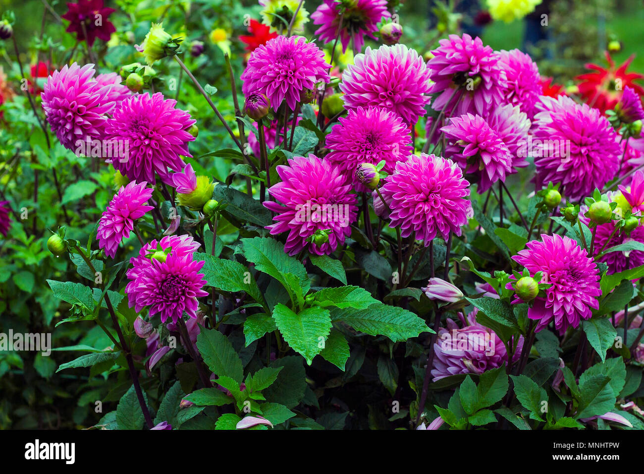 Flores de color rosa Dalia en jardín de verano. Flores dalias Pompon  Fotografía de stock - Alamy