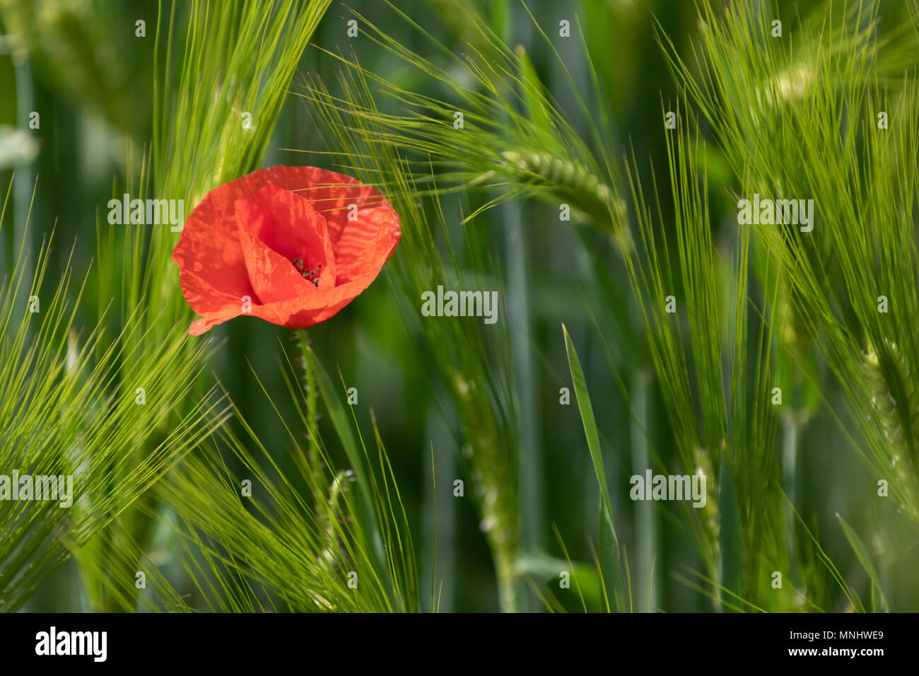 Foto hermosa de verde campo de trigo con una sola flor de amapola. Bokeh - profundidad de campo Foto de stock