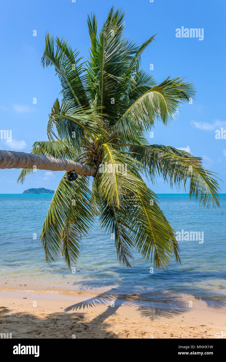 Palm Tree en la hermosa playa tropical en la isla de Koh Kood, en Tailandia Foto de stock