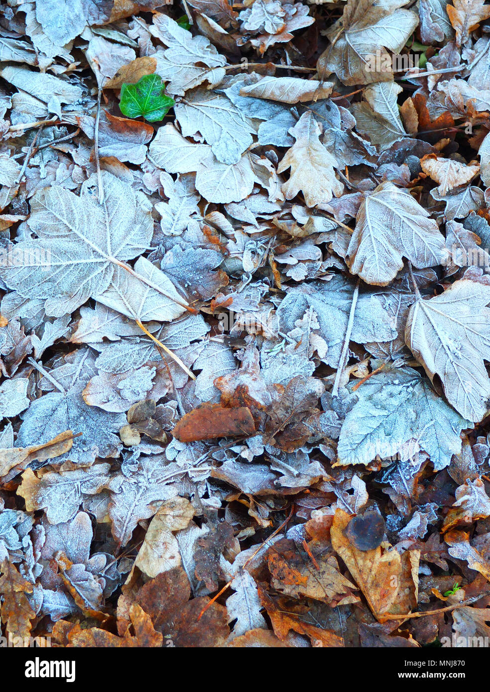 Uno de hojas verdes de hiedra contra una estera de hojas surtidas cubierta de escarcha. Foto de stock