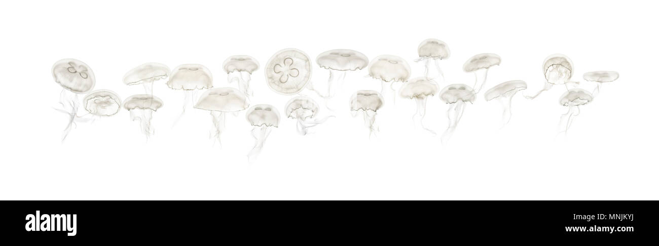 Grupo de Aurelia aurita medusa contra el fondo blanco. Foto de stock