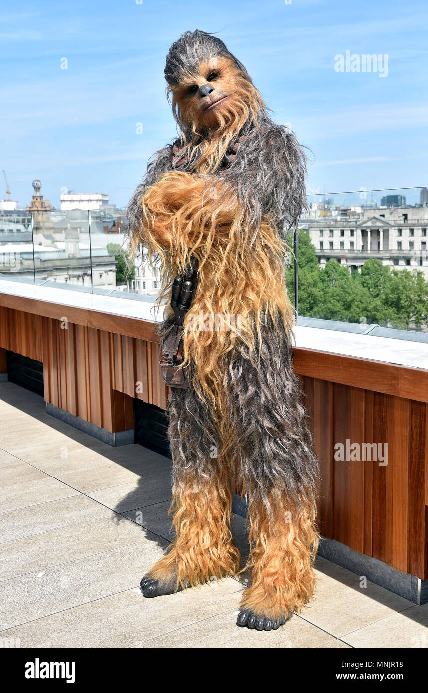 Chewbacca asistiendo el photocall para solos: una historia de Star Wars en  la Trafalgar St. James, Londres Fotografía de stock - Alamy