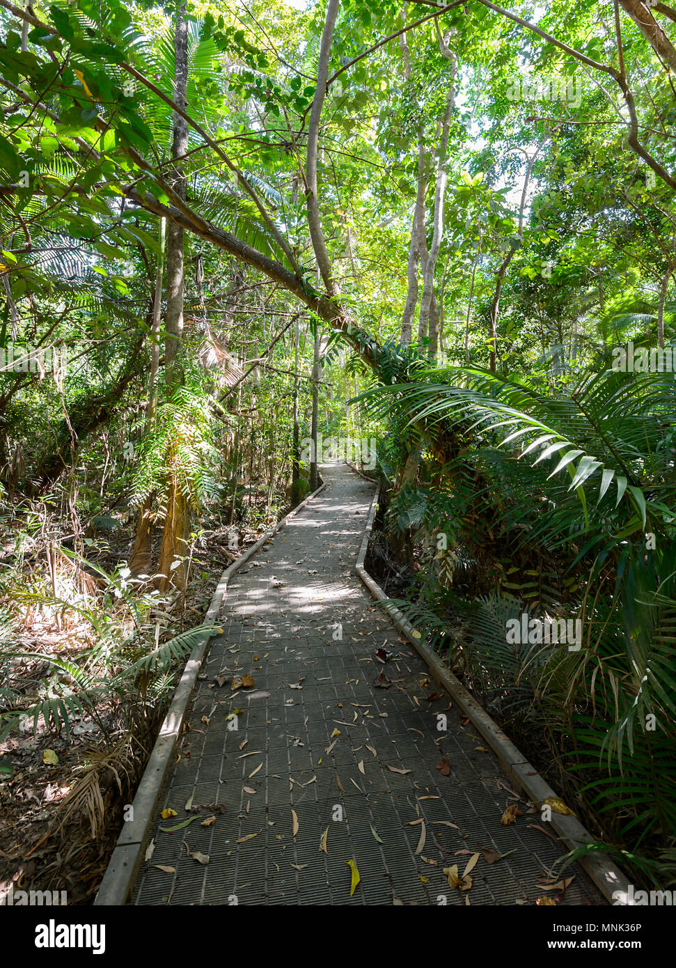 Una exuberante selva tropical a lo largo de la rambla en humedales Cattana, rehabilitó el parque de conservación de la naturaleza en Smithfield, cerca de Cairns, Far North Queen Foto de stock