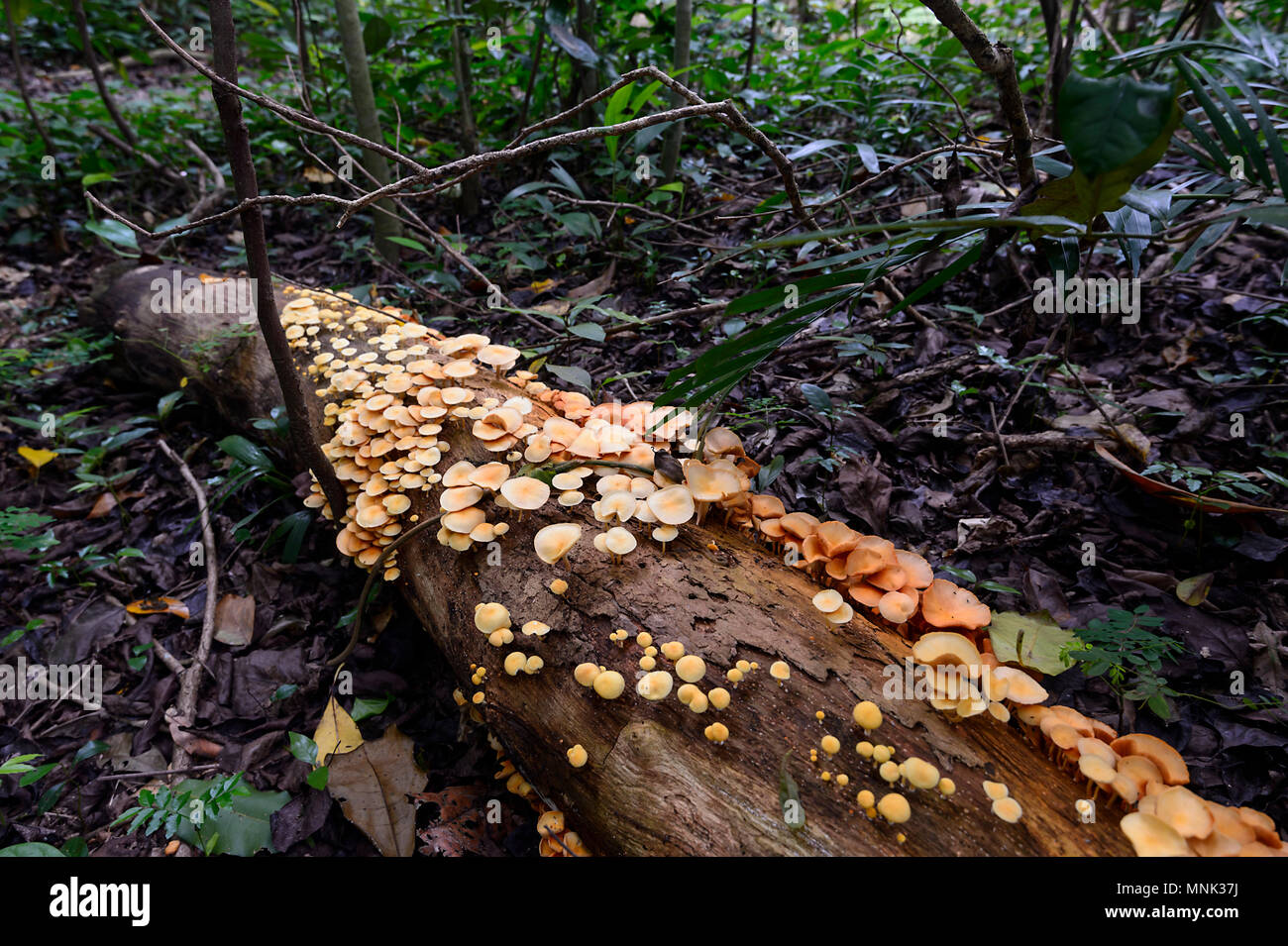 Hongos naranja sobre un tronco de árbol muerto en el suelo del bosque en Goomboora Park, Brinsmead, Cairns, Far North Queensland, FNQ, Queensland, Australia Foto de stock