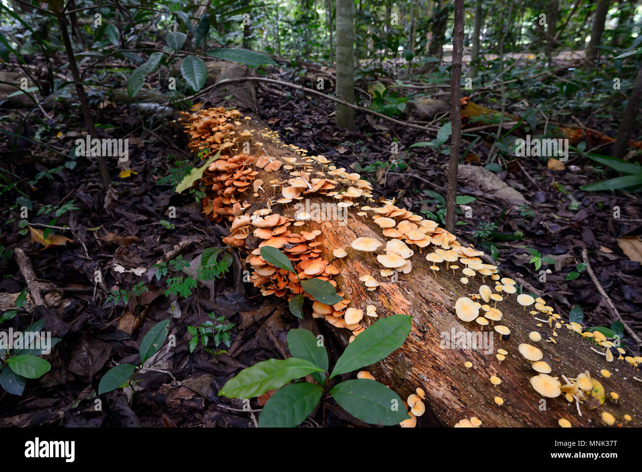 Hongos naranja sobre un tronco de árbol muerto en el suelo del bosque en Goomboora Park, Brinsmead, Cairns, Far North Queensland, FNQ, Queensland, Australia Foto de stock