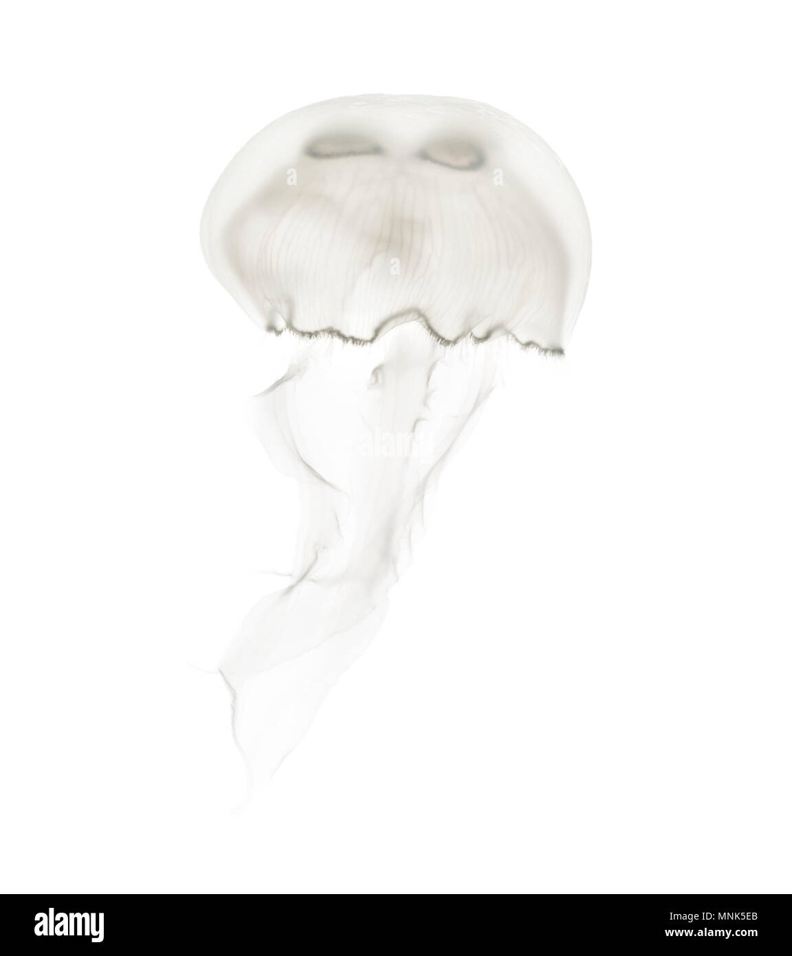 Aurelia aurita también llamado la medusa común contra el fondo blanco. Foto de stock