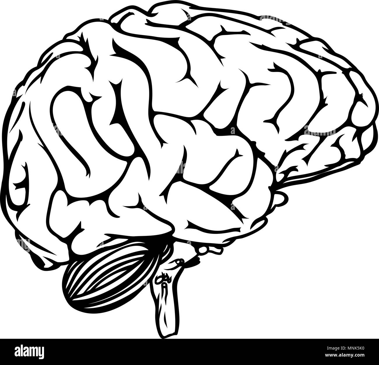 Cerebro humano Ilustración del Vector