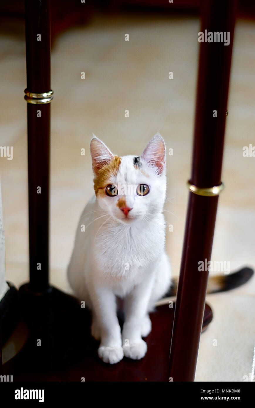 Un gato blanco en una tabla Foto de stock