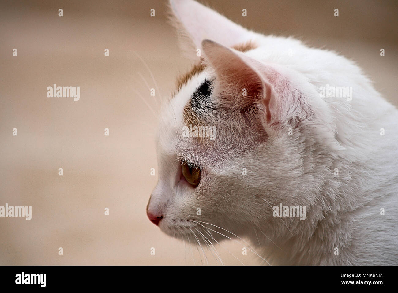 Cabeza de un gato blanco Foto de stock