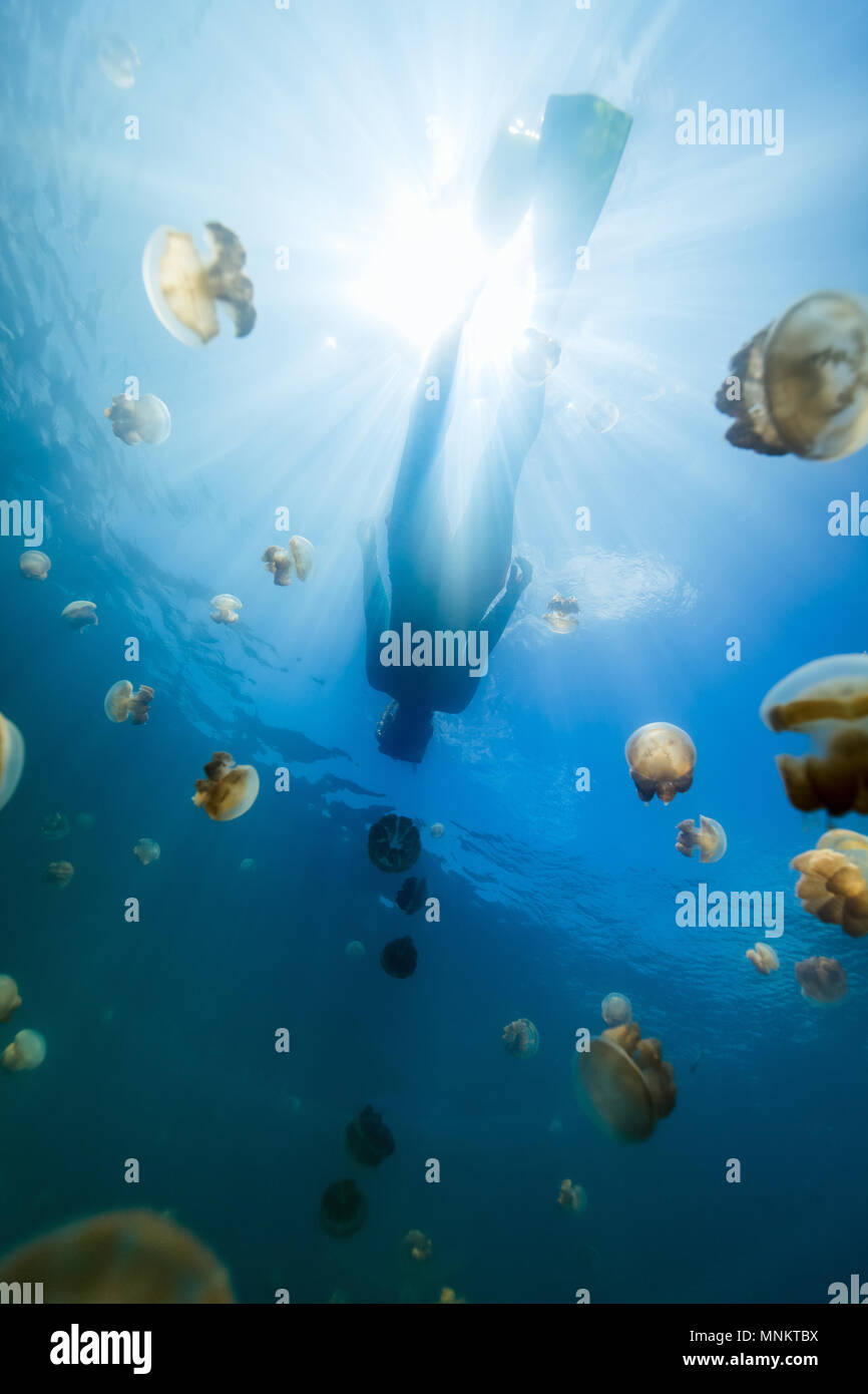 Fotografía submarina de buceo turístico con endémica golden medusas en el lago en el Palau. Foto de stock