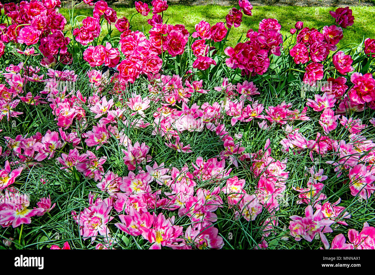 Cerca de Keukenhof Lisse (Holanda Meridional, Países Bajos); el Keukenhof nahe Lisse (Süd Holland, Niederlande) Foto de stock