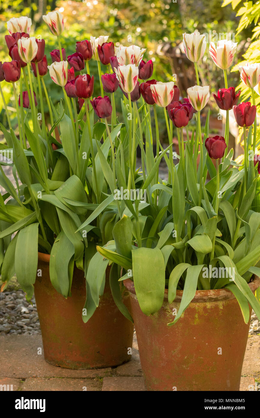Cultivando tulipanes en macetas fotografías e imágenes de alta resolución -  Alamy