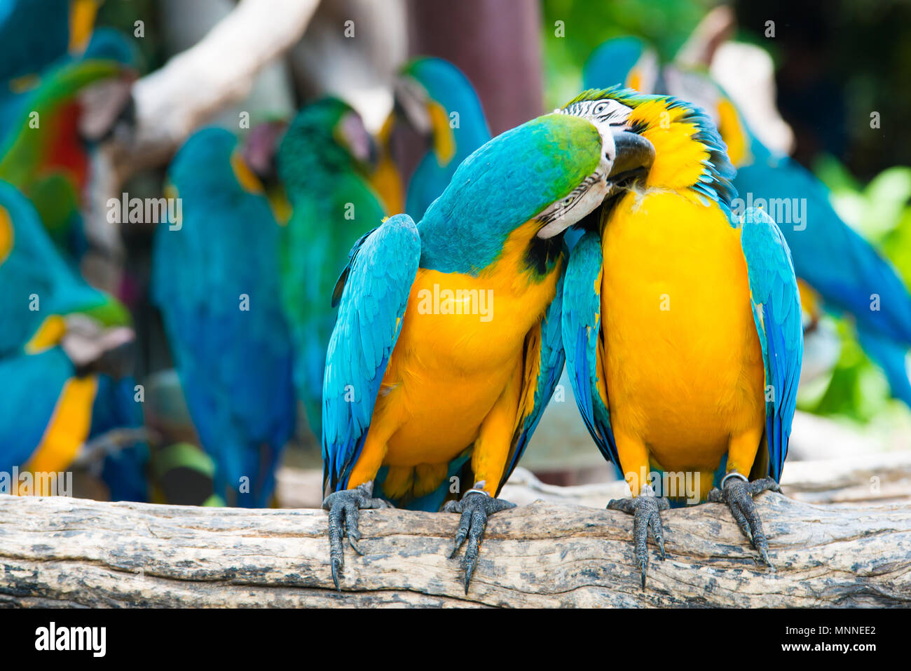 Un par de colores azul y amarillo guacamayos donde se posan en la rama de la madera en la selva. Lapa coloridos pájaros en el bosque. Foto de stock