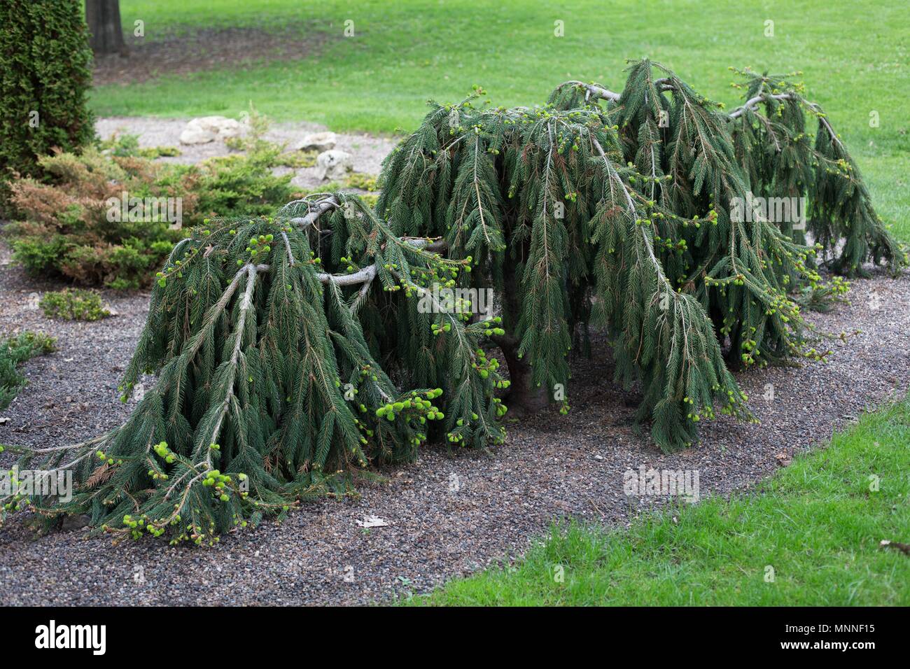 Llorando, árboles de hoja perenne a Lyndale Park en Minneapolis, Minnesota, USA. Foto de stock