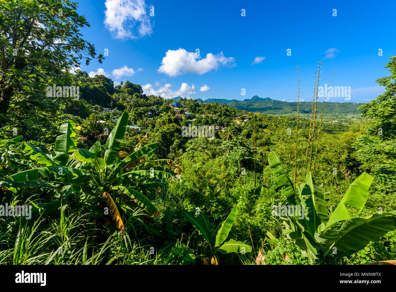 La selva tropical de la isla caribeña de Santa Lucía. Es un destino paraíso con una playa de arena blanca y mar turquoiuse. Foto de stock