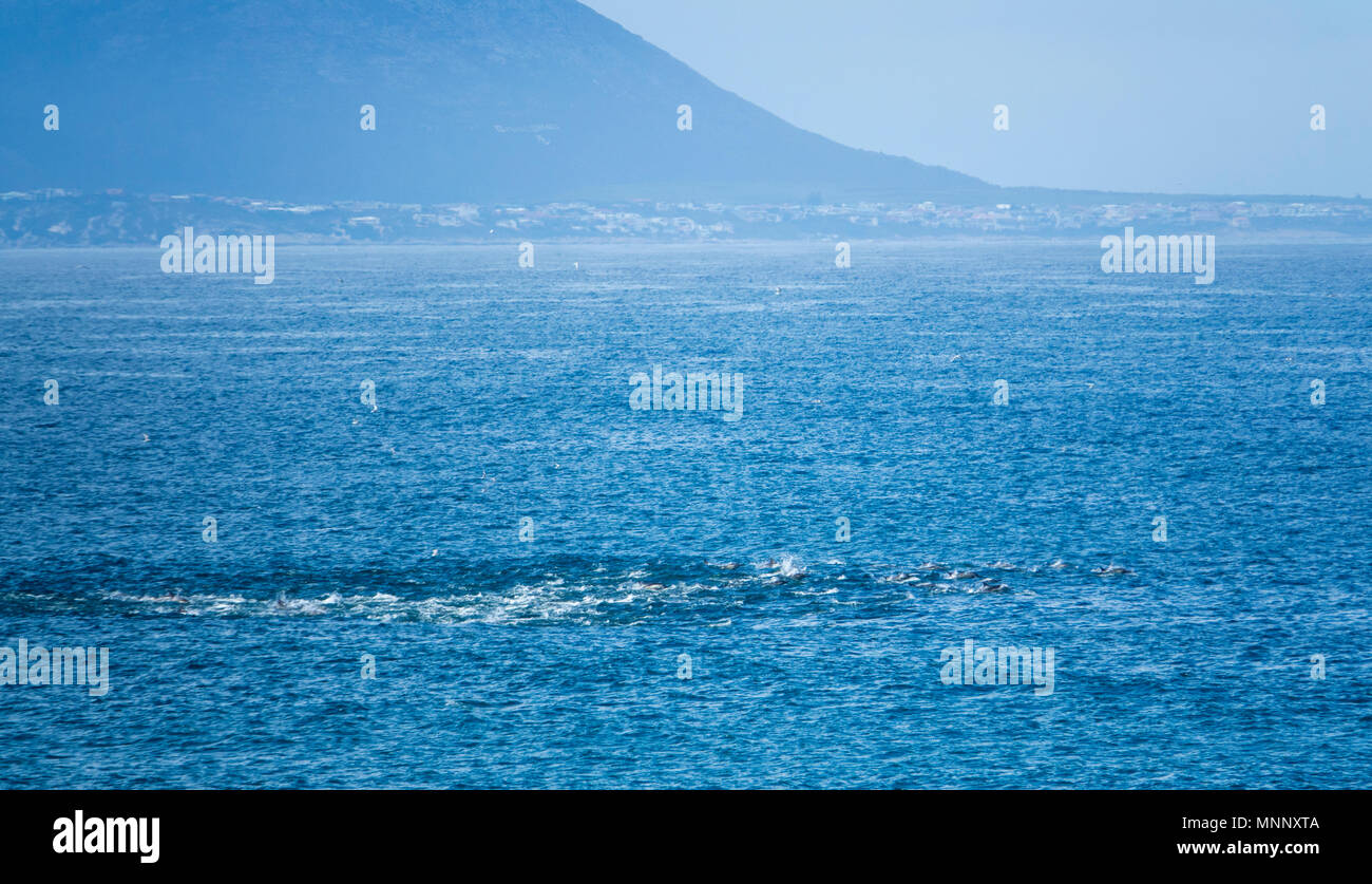 Una gran dosis de larga picuda delfines comunes la caza de Walker Bay, Hermanus, Sudáfrica Foto de stock
