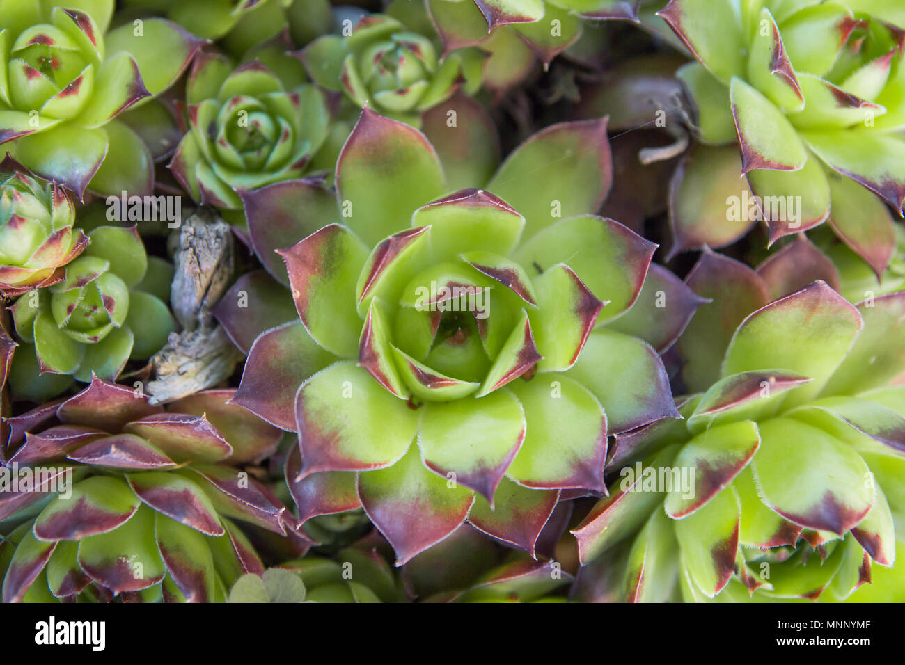 Sempervivum tectorum plantas suculentas perennes Foto de stock