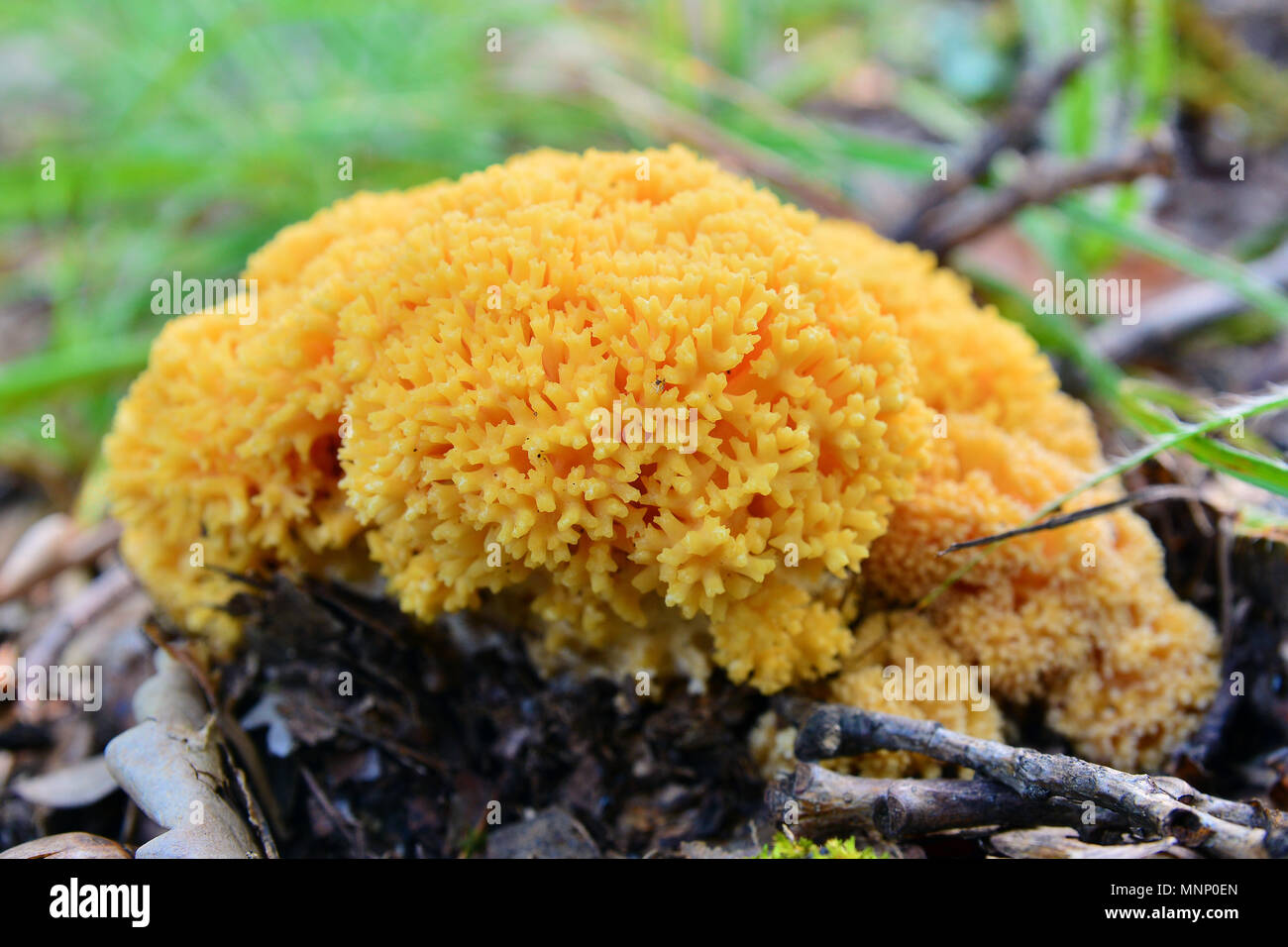 Ramaria flava champiñón, la Changle Fotografía de stock - Alamy