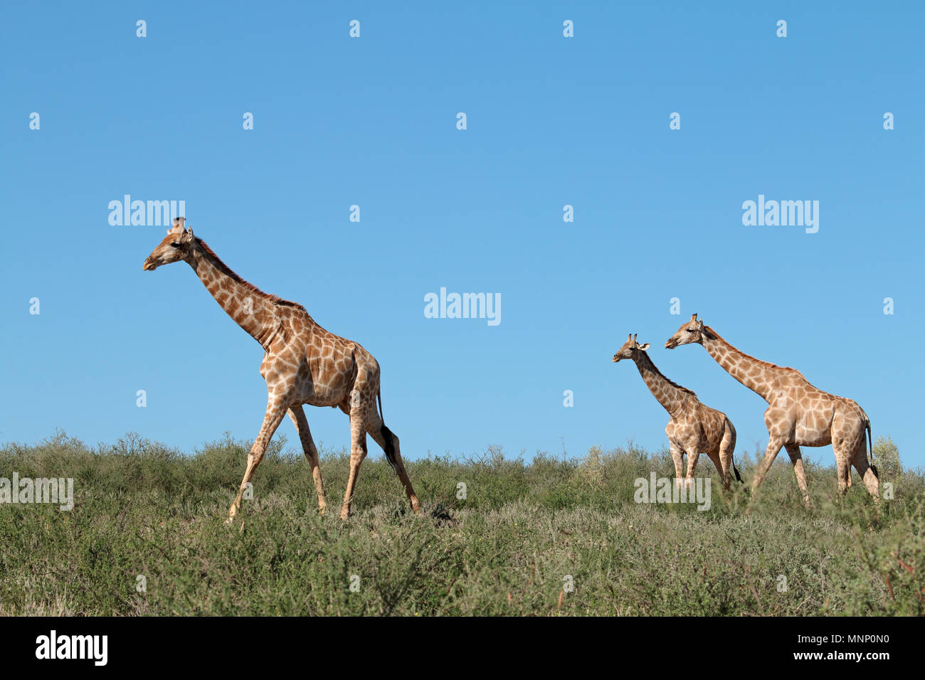 Jirafas (Giraffa camelopardalis) contra un cielo azul, el desierto de Kalahari, Sudáfrica Foto de stock