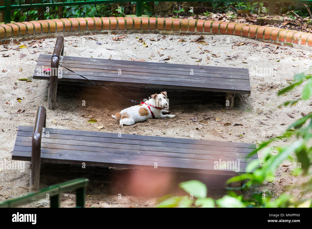 Un Jack Russell Terrier perro descansando en la arena en un parque Foto de stock