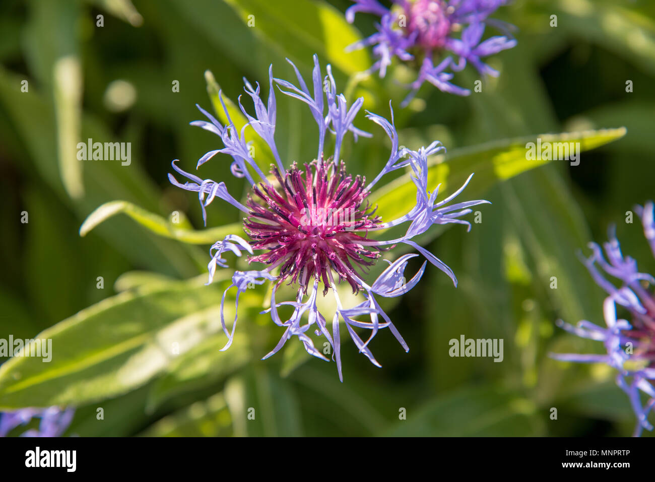 Flores extrañas fotografías e imágenes de alta resolución - Alamy