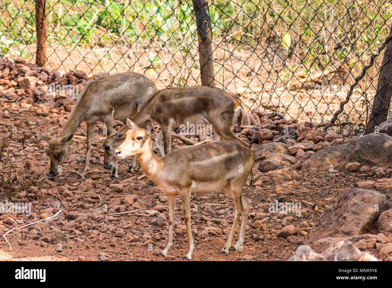 Ladrando ciervos Deer Cerrar vista en el zoo de pie en la sombra en el parque nacional. Foto de stock