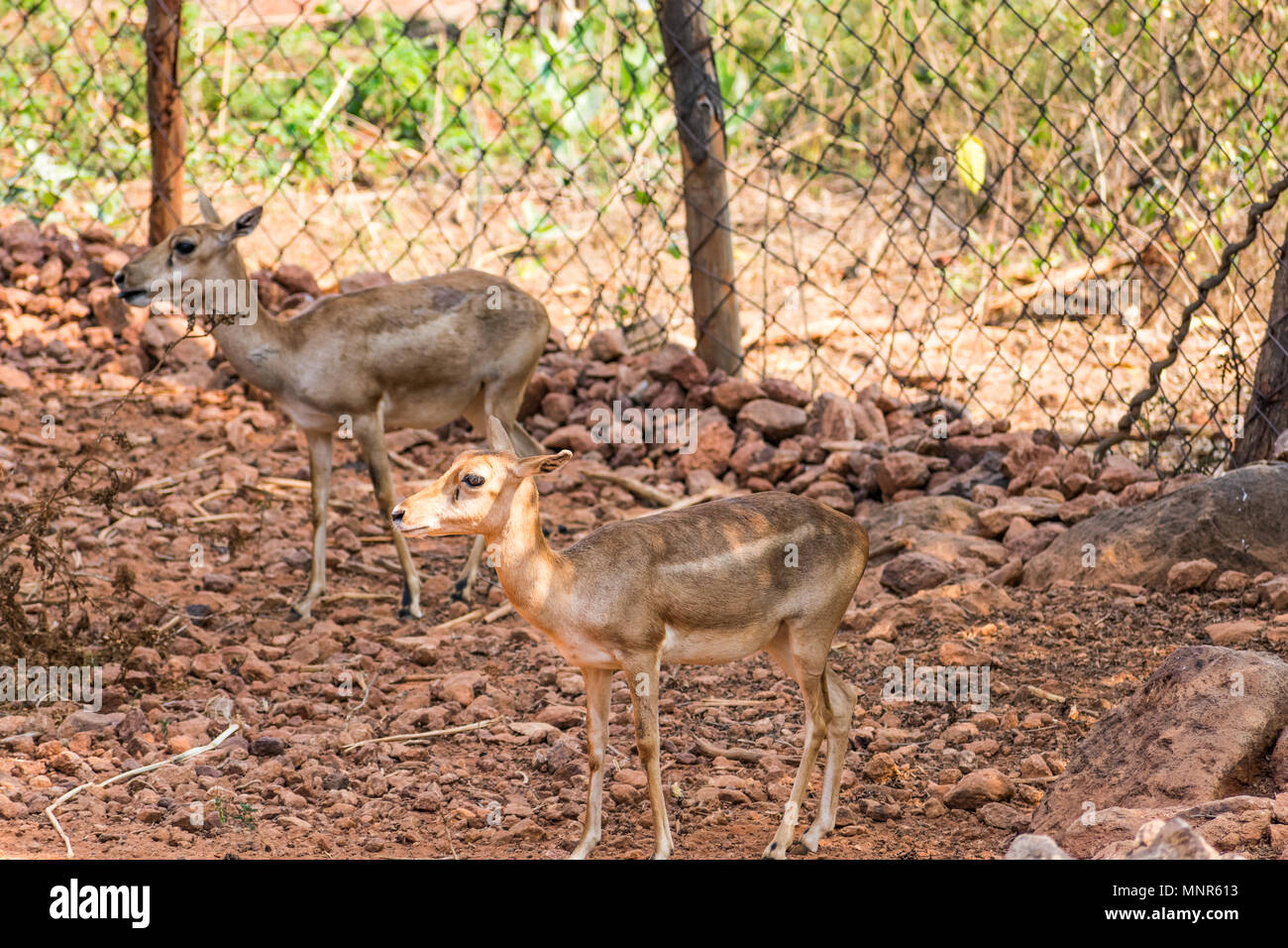 Ladrando ciervos Deer Cerrar vista en el zoo de pie en la sombra en el parque nacional. Foto de stock