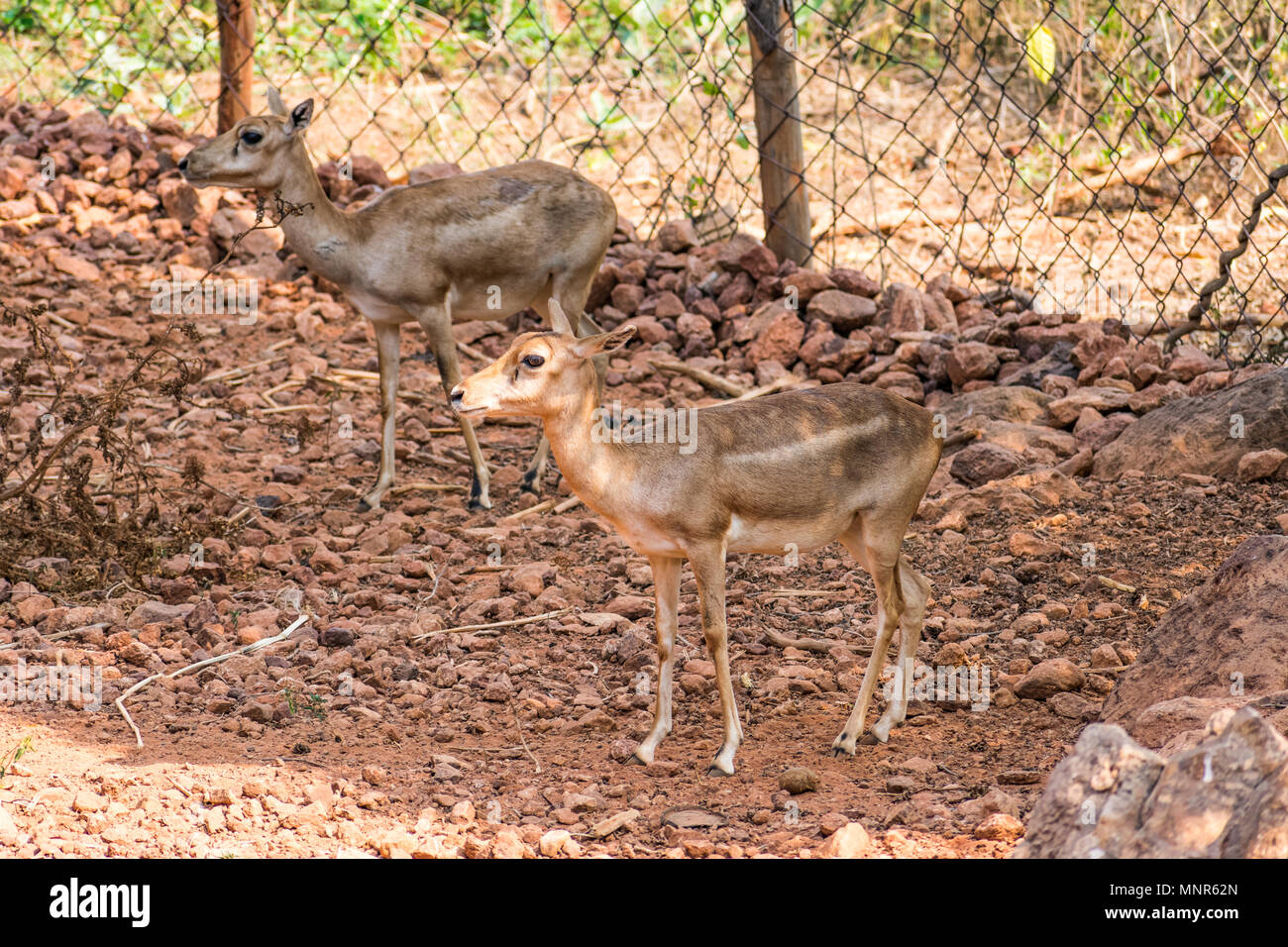 Ladrando ciervos Deer Cerrar vista en el zoo de pie en la sombra en el parque nacional. Foto de stock